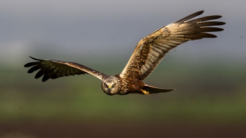 I see you! фото превью