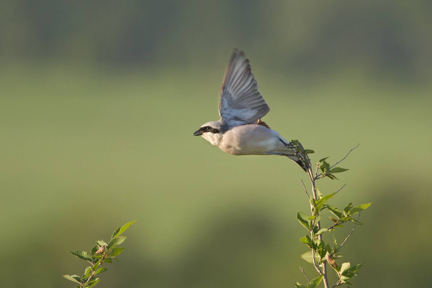 , Евгени Стефанов