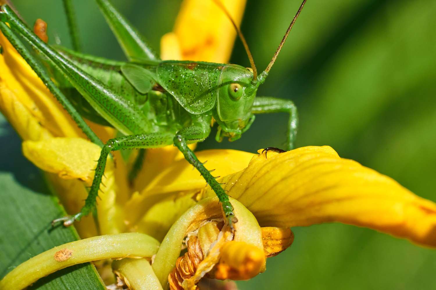 , Павел Сторчилов