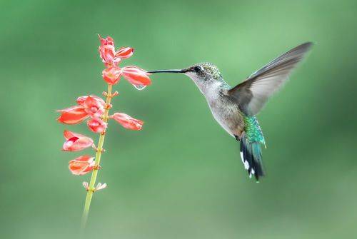 Floating Rufous