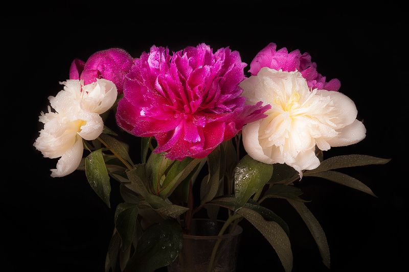 Сезон пионов открыт! фото превью