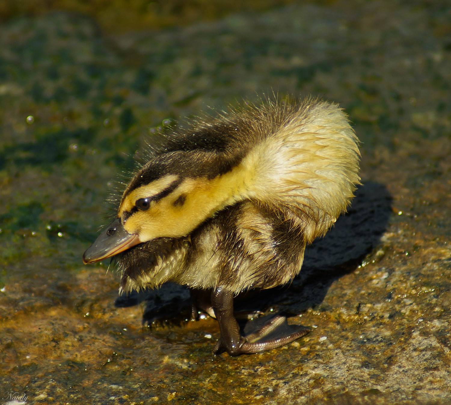 , Наталья Екимова