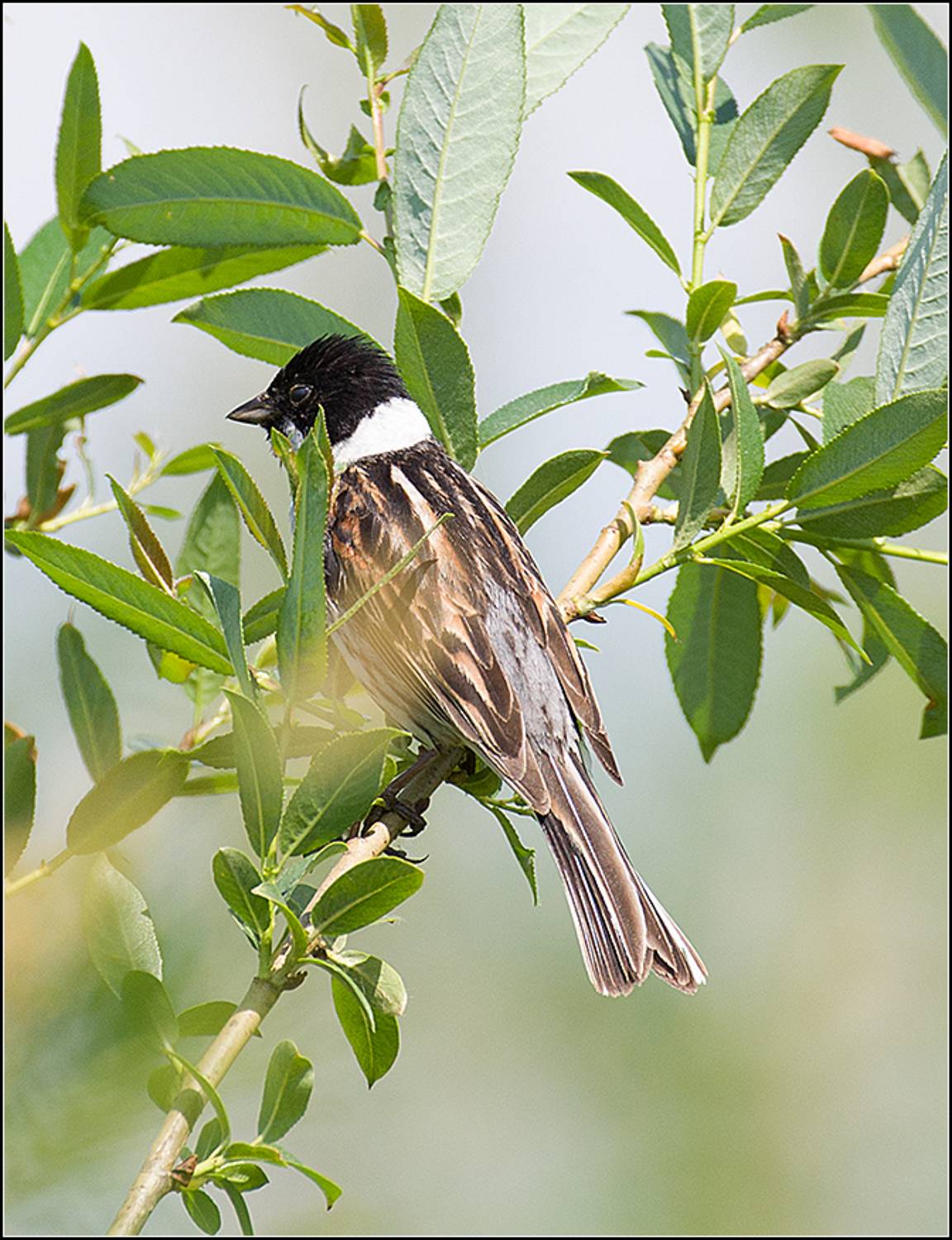 москва, май,  парк, птица, АНАТОЛИЙ ДОВЫДЕНКО