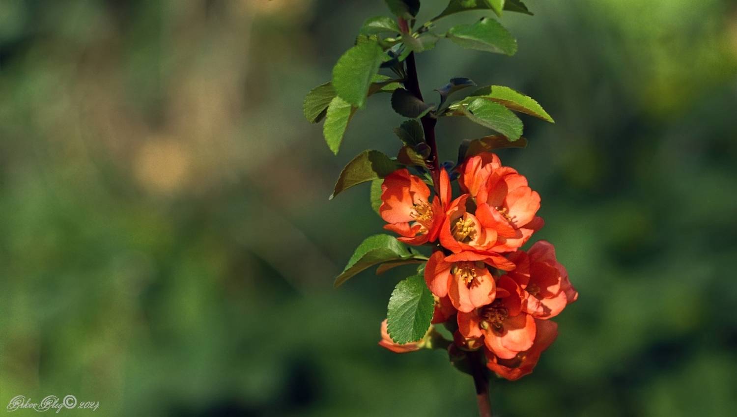 , Орлов Олег