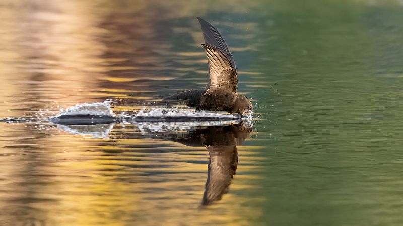 Стрижи. фото превью