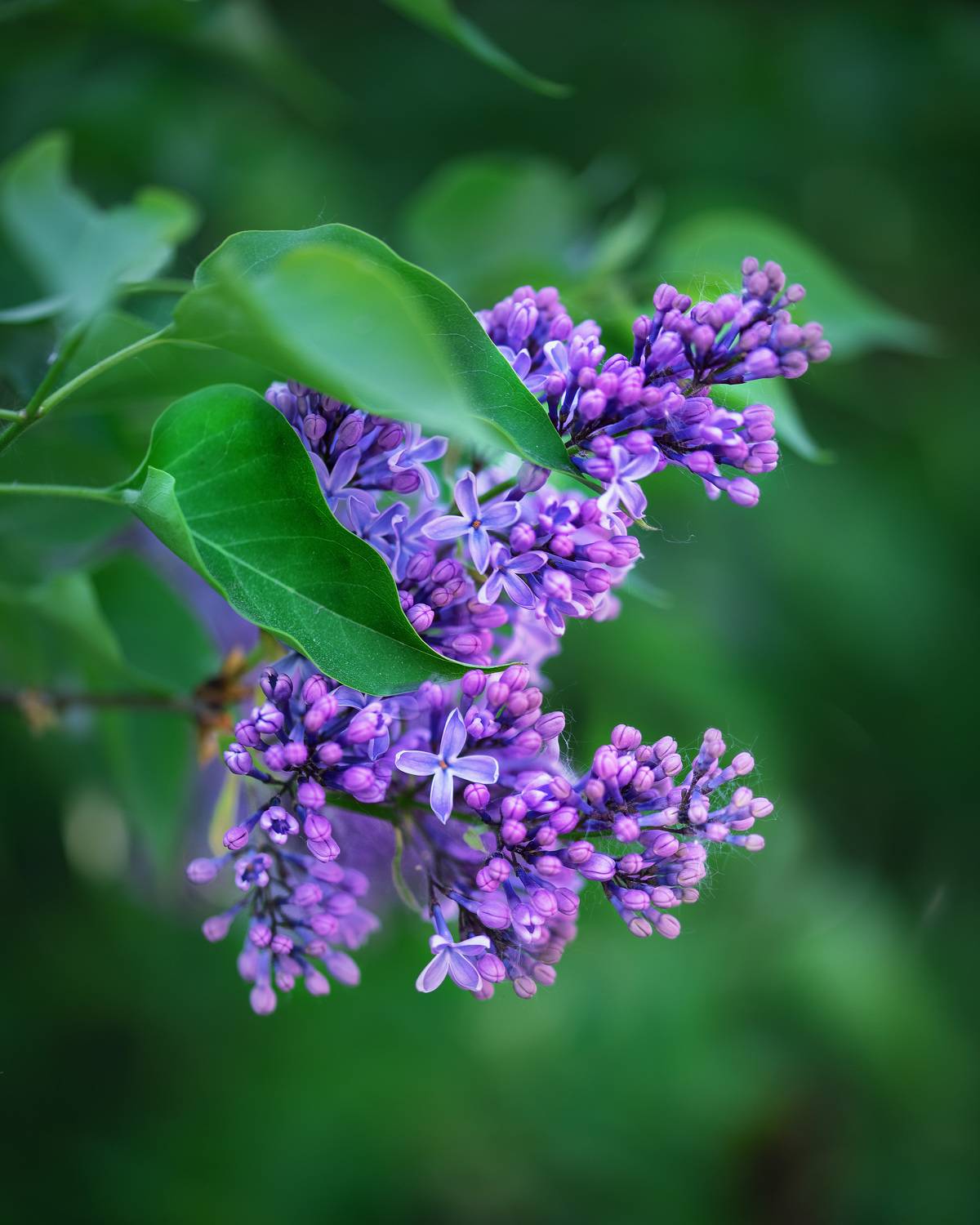 , Рагинская Ольга