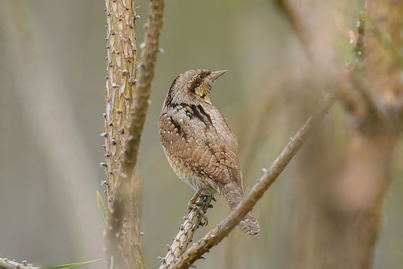 Вертишейка фото превью