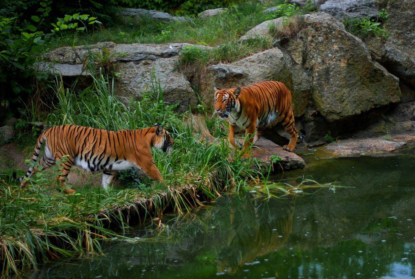 берлин, Владимир