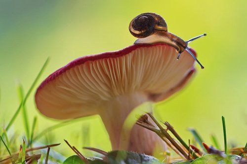 На сыроежке