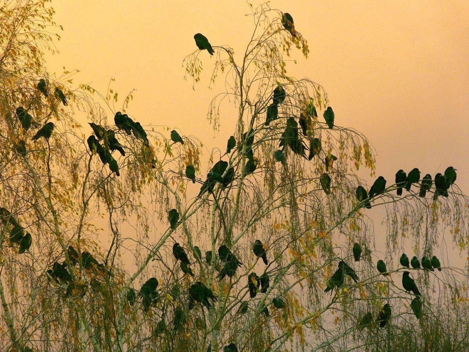 береза, грачи, закат, на ветвях, осень, поздняя осень, природа грачи улетеют, черные птицы, Лидия