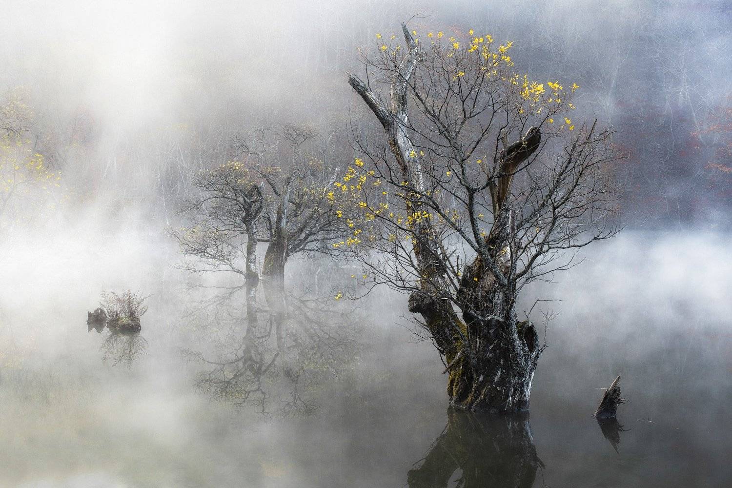 Autumn, Fog, Jusanji, Korea, Life, Mist, Morning, Nature, Reflection, Tree, Willow, Jaeyoun Ryu