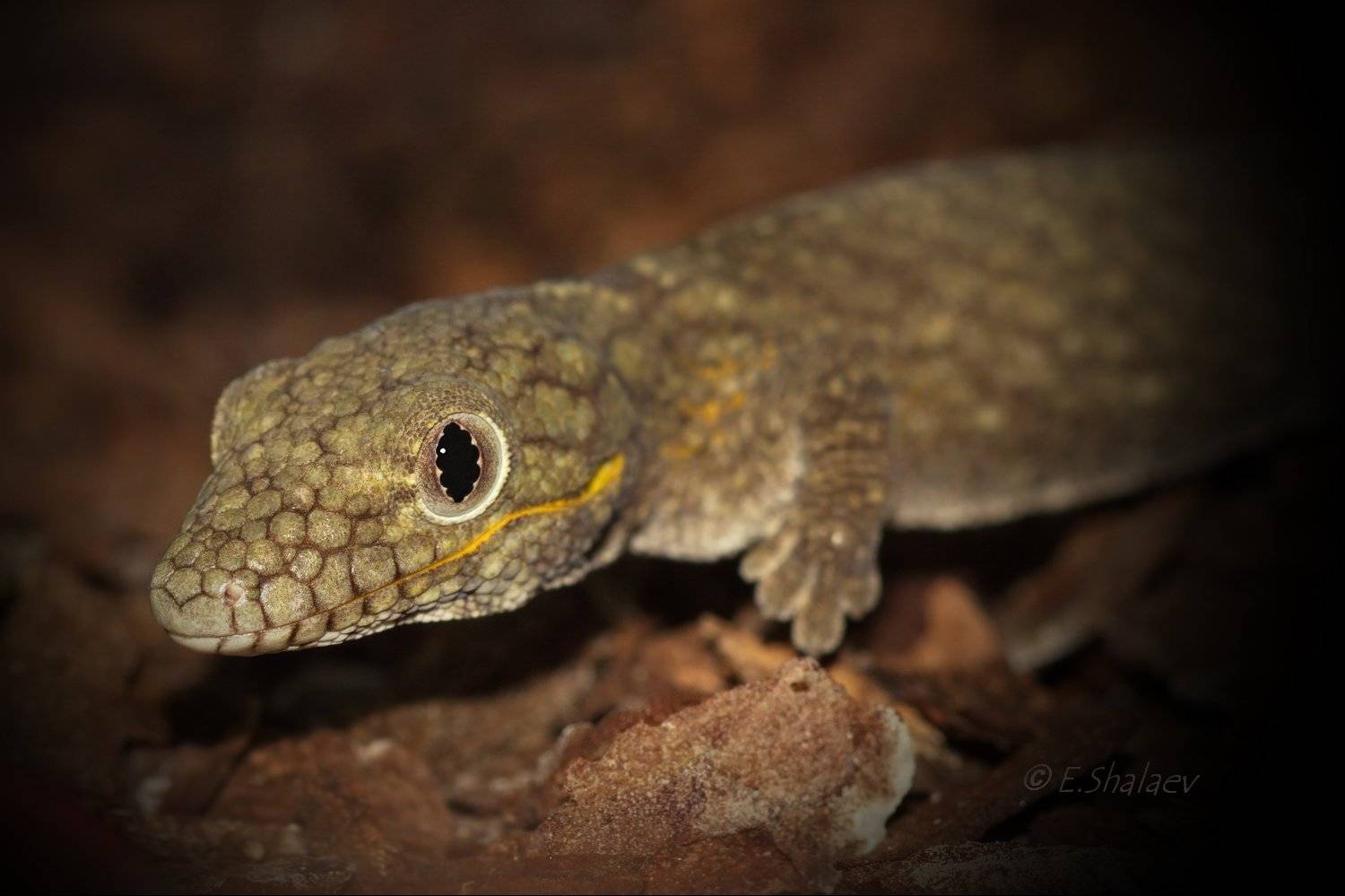 Eurydactylodes agricolae, Геккон, Рептилии, Эвридактилодес агриколя, Ящерица, Евгений