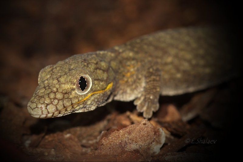 Eurydactylodes agricolae, Геккон, Рептилии, Эвридактилодес агриколя, Ящерица Живущие в ночи 3 фото превью