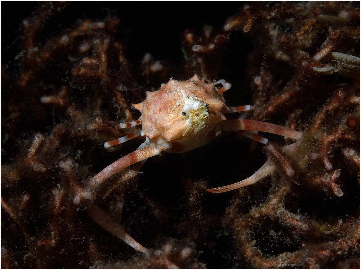 crab, Philippines, diving, underwater, Unlis