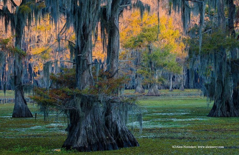 Caddo lake фото превью
