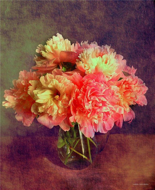 Пионы фото превью