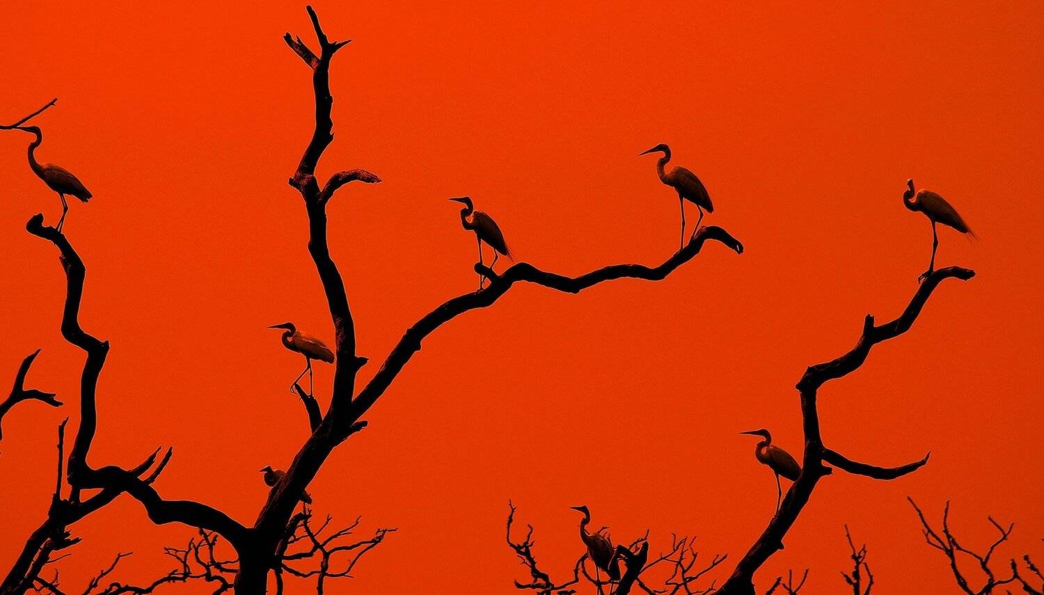 Animals, Birds, Nature, Sri Lanka, Jacek