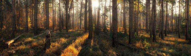 Рассвет в лесу фото превью