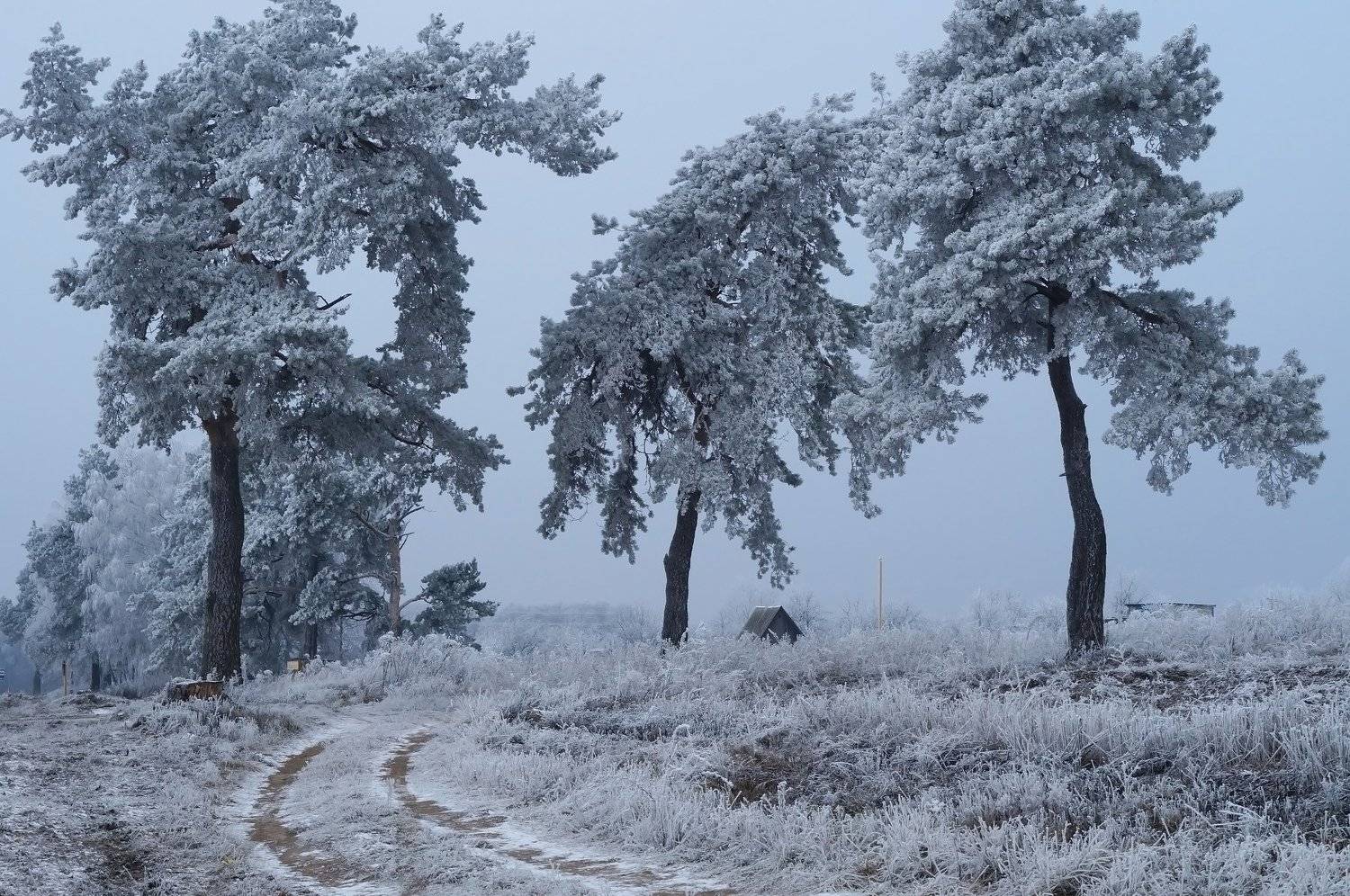 снег,зима,природа,пейзаж,сосны,иней,дорога,зимний пейзаж,россия,красота,декабрь,winter,winter landscape,pine,frost,русская зима,сосновый лес, Юлия Лаптева