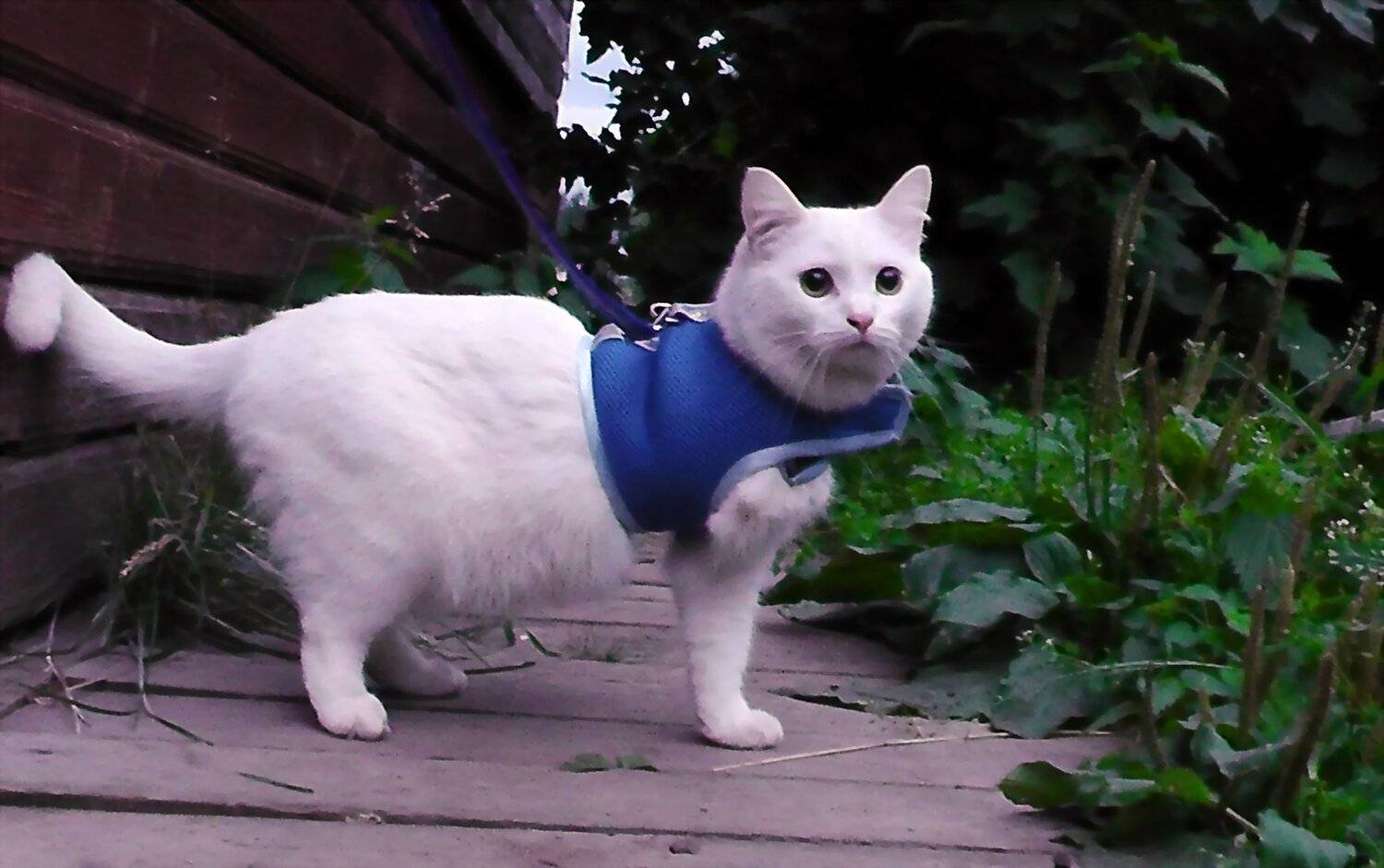 , Марина Никулина