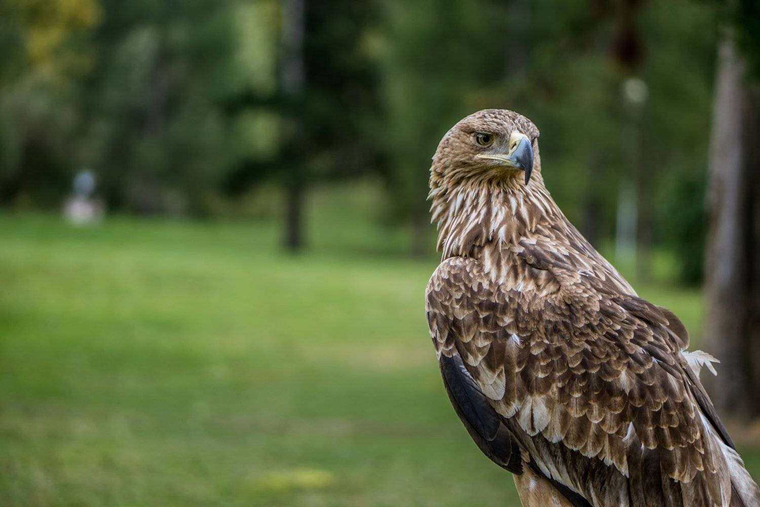 #алтай, #орел, Артем Пятницкий