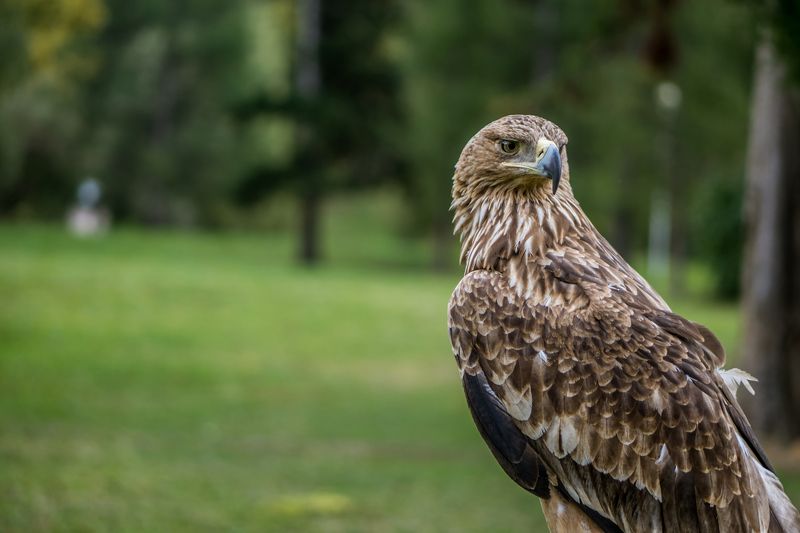 #алтай, #орел Взгляд хищника фото превью