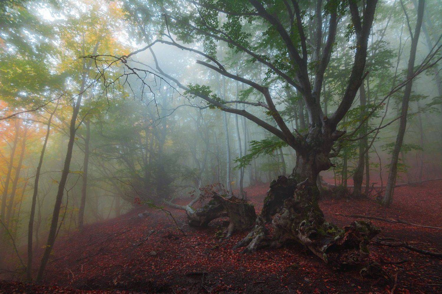 демерджи, крым, Сорокин Олег