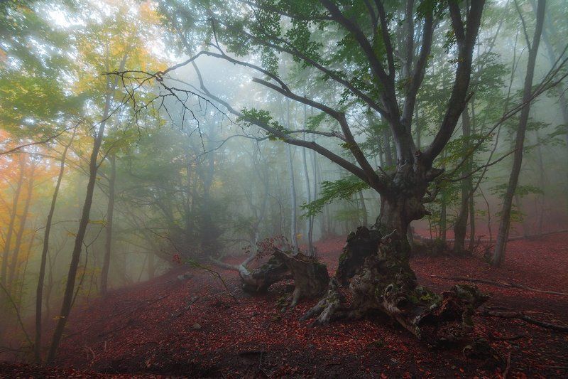 демерджи, крым *** фото превью