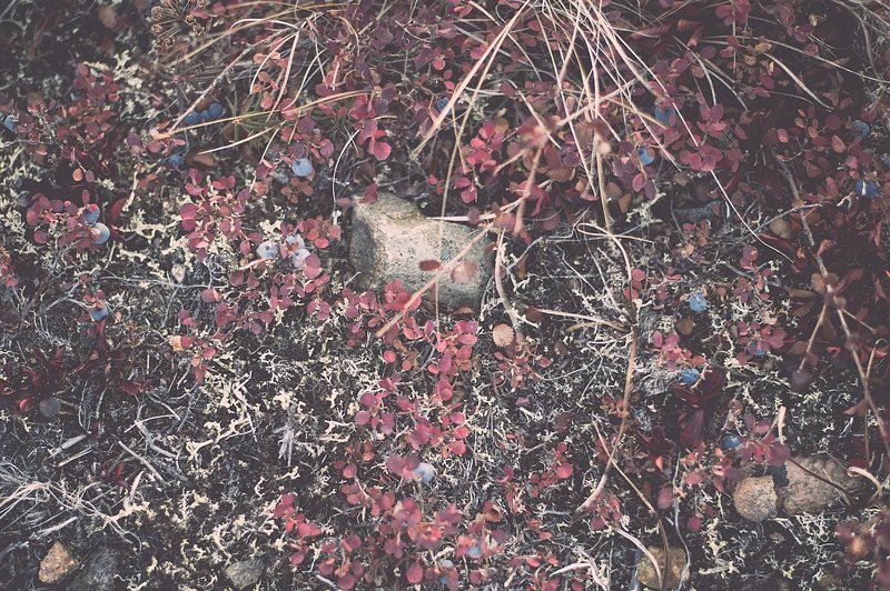 тундра, осень, Чукотка Под ногами октябрь фото превью