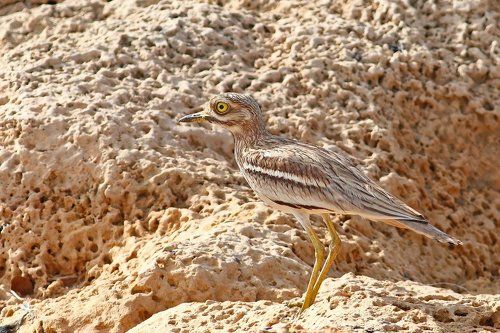 Обыкновенная авдотка (stone curlew)