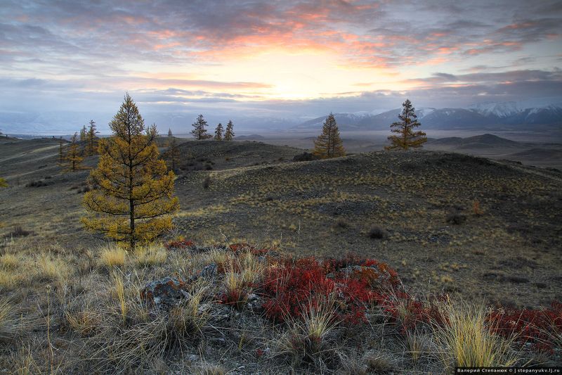 Скромные лиственницы фото превью