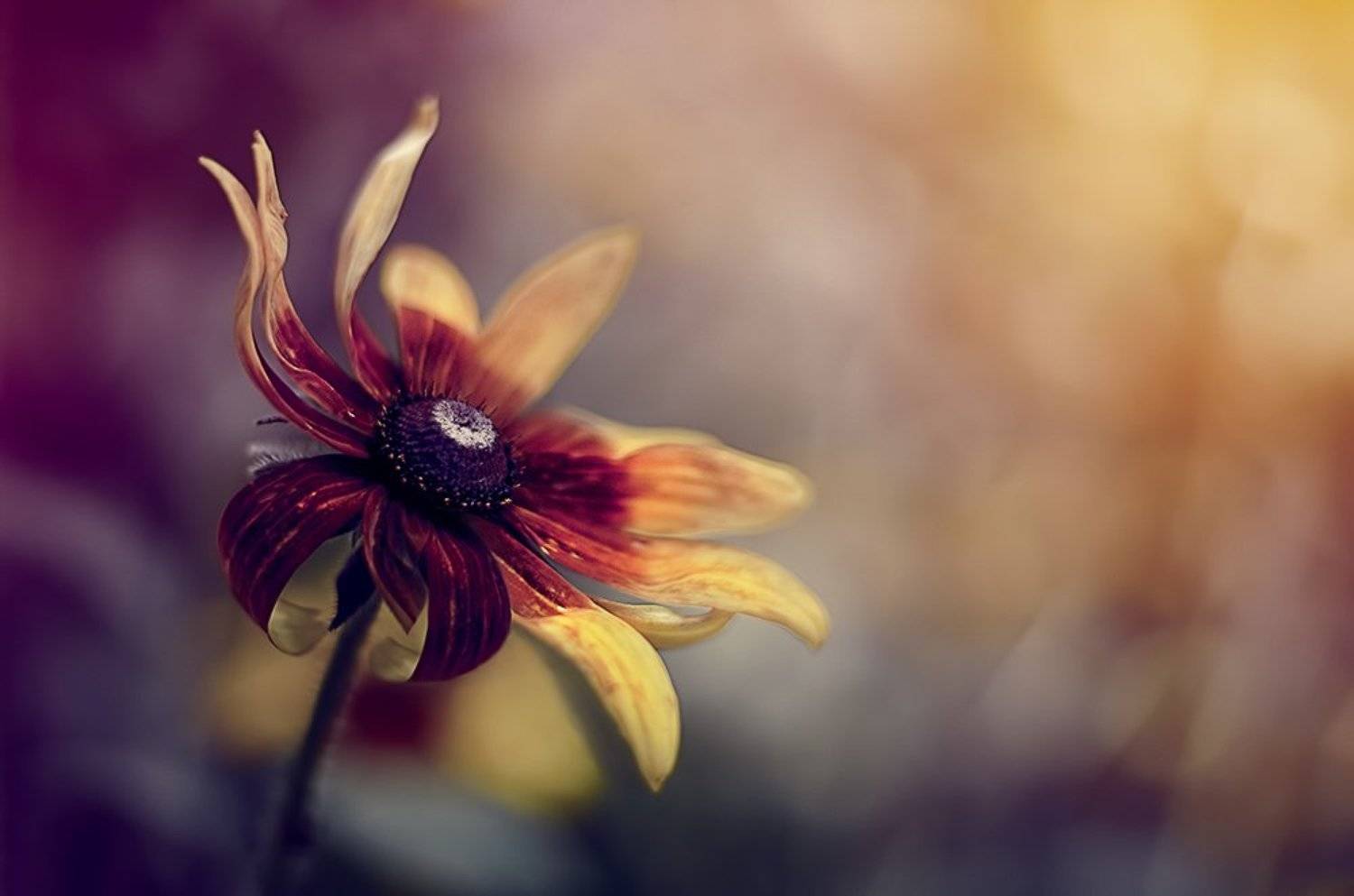 antrisolja,nature,macro,flower,color,beauty, Antri  Solja