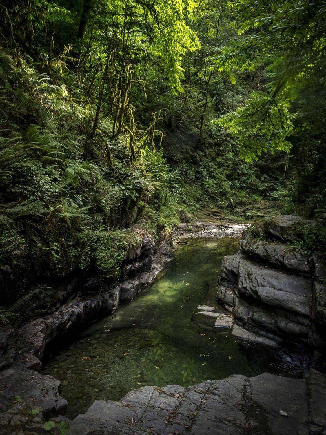Вода, Лес, Лето, Антон