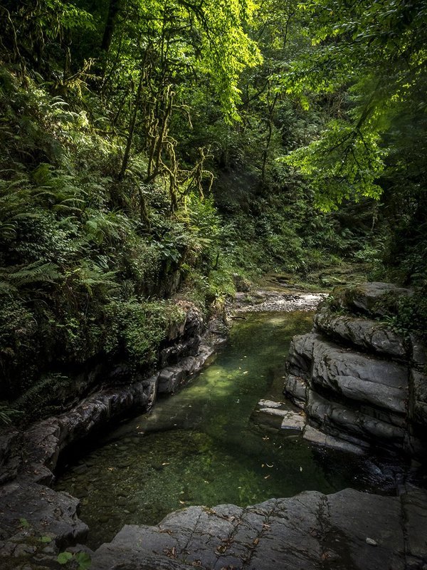Вода, Лес, Лето Ручей Сванидзе фото превью
