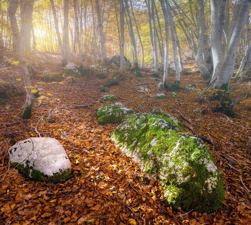 Осенний лес в Черногории фото превью