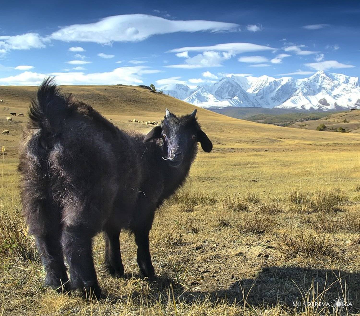 Горы, коза, Алтай, осень, вершины, Скиндерева Ольга