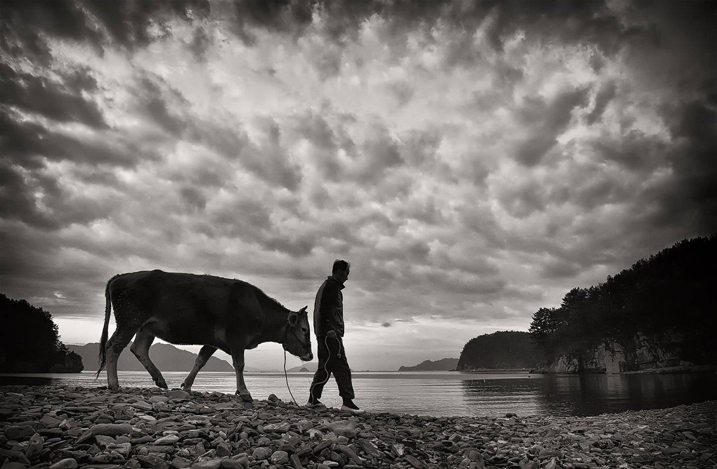 Old Man and the ox. Автор: KIM SUK EUN , KIM SUK EUN