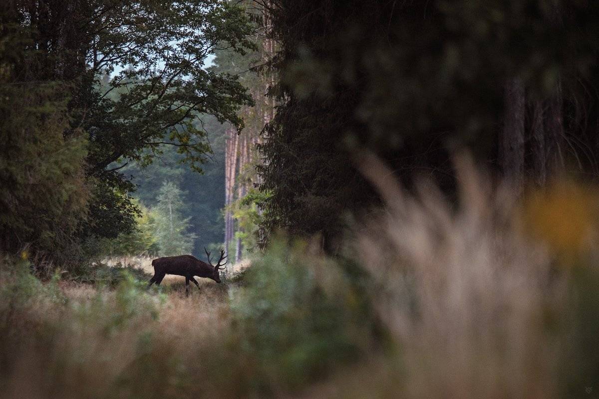 red,deer, noble, wildlife, nature, Wojciech Grzanka