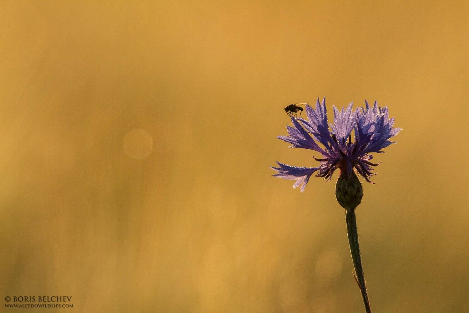 , Борис Белчев