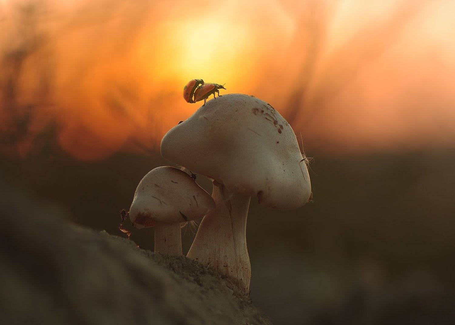 nature,macro,sunset, Ercan Yurt