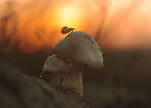 sunset games