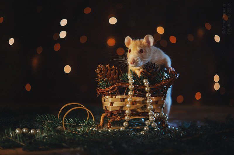 крыса Новогодняя фото превью