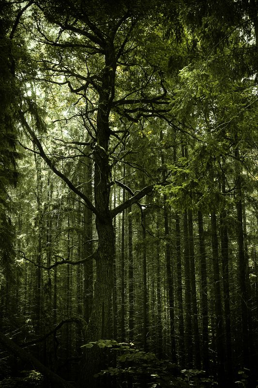 природа, лес, линии, свет, Сказочный лес фото превью