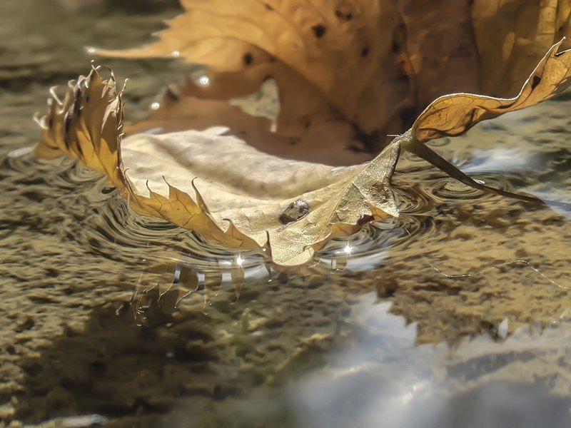 Осень, Отражение Под осенним солнцем фото превью