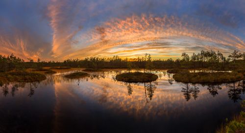 Живопись болота.