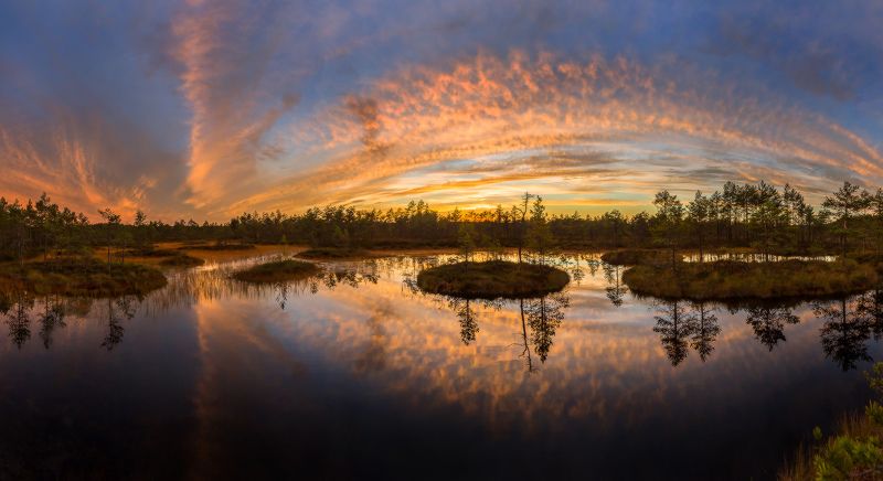Живопись болота. фото превью