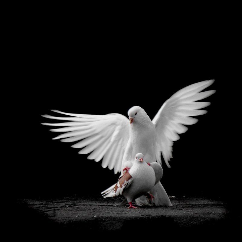 Peace and Love фото превью