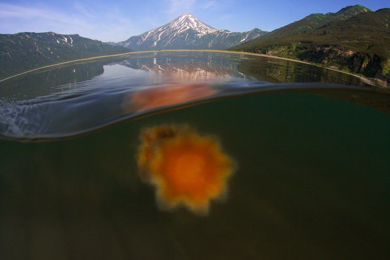 Вилючинская бухта, Камчатка, Медуза, Рассвет, Тихий океан Призрак из глубин фото превью