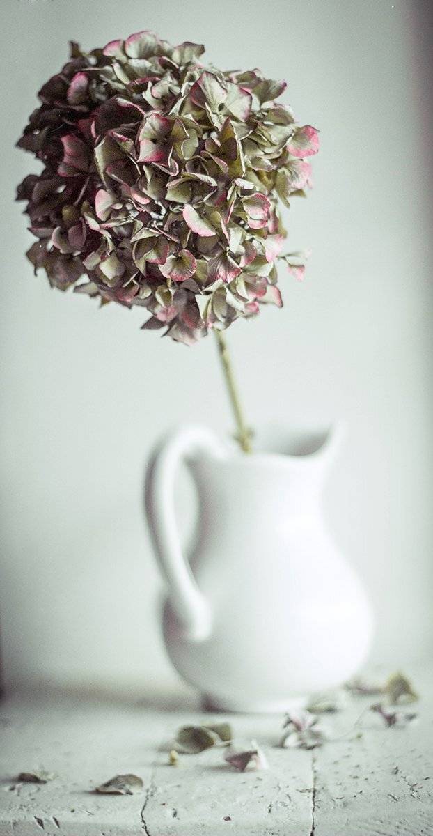 , Svoboda Andreeva