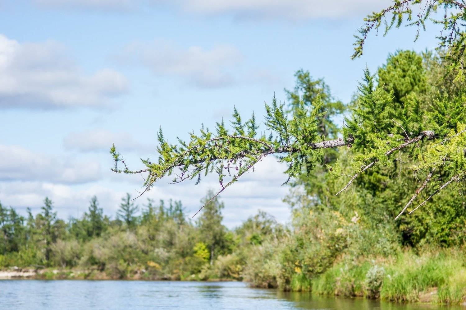 , Артем Пятницкий